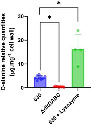 The absence of surface D-alanylation, localized on lipoteichoic acid, impacts the Clostridioides difficile way of life and antibiotic resistance